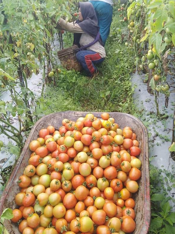 Dampak Cuaca Buruk Tanaman Tomat Petani di Lombok Timur Rusak